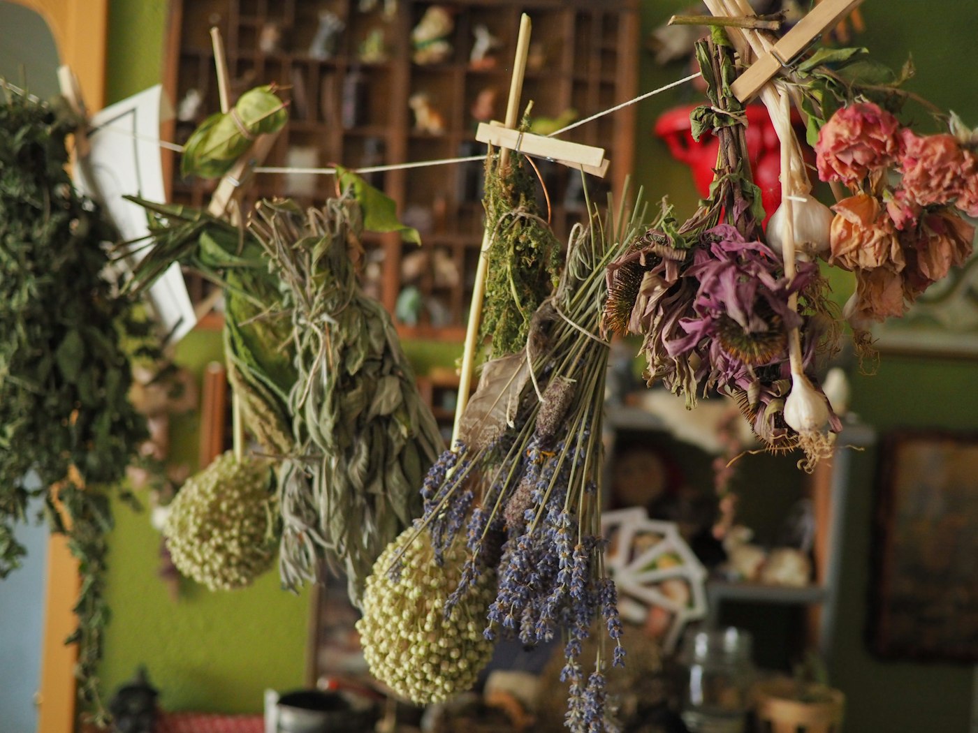 Bundles of dried medicinal herbs hanging to dry