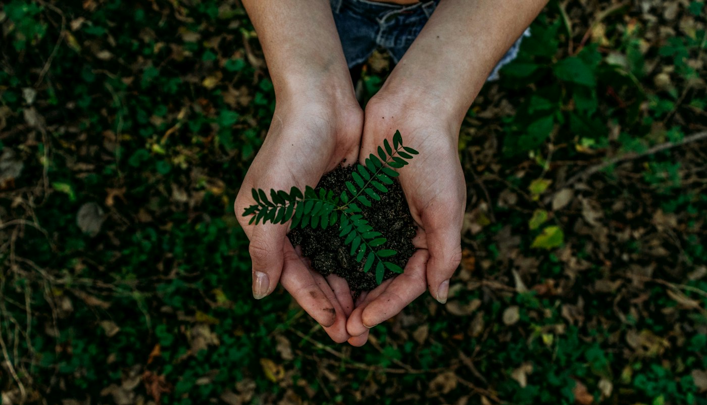 Cupped hands holding a young green plant