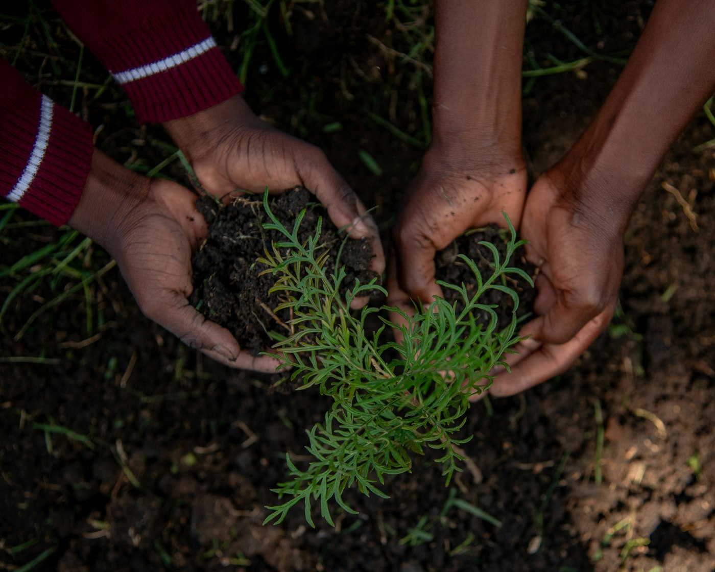 Hands cupped around a seedling growing in soil
