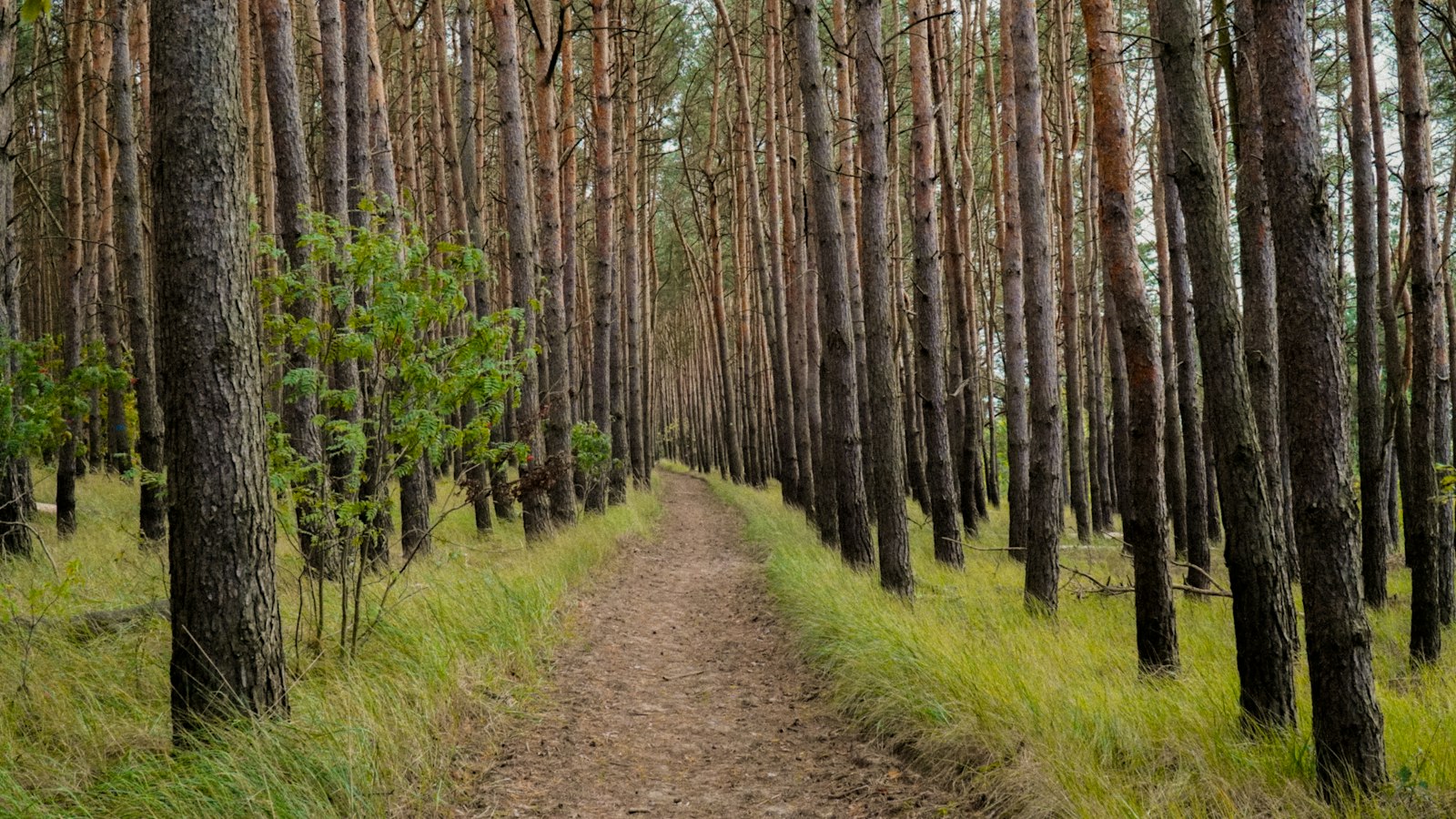 Mindful Walking: A Moving Meditation for Busy Minds
